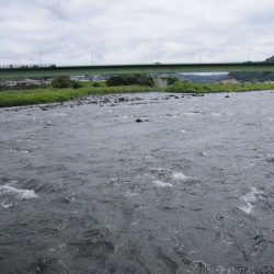 狩野川(狩野川漁業協同組合) 釣果