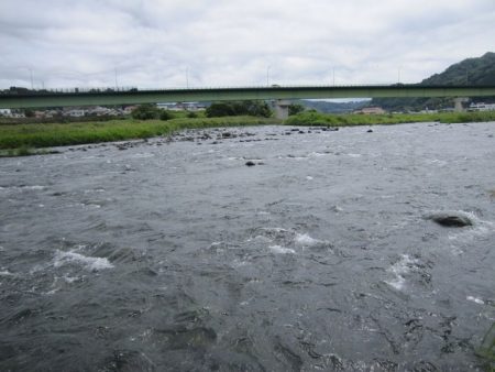 狩野川（狩野川漁業協同組合） 釣果