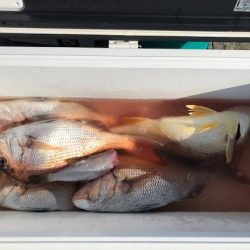 遊漁船高橋 釣果