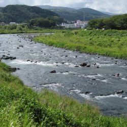 狩野川(狩野川漁業協同組合) 釣果