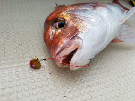 遊漁船 ニライカナイ 釣果