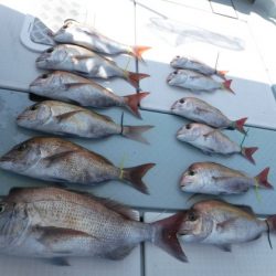 遊漁船 幸友丸 釣果