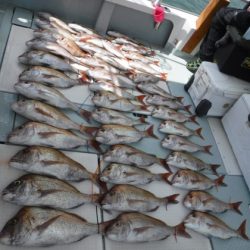 遊漁船 幸友丸 釣果