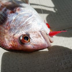 遊漁船 ニライカナイ 釣果