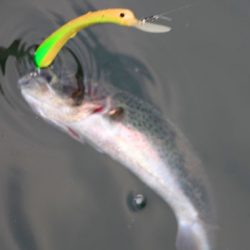 小菅トラウトガーデン 釣果