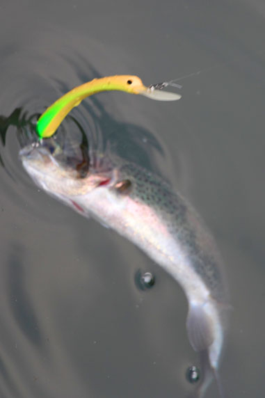 小菅トラウトガーデン 釣果