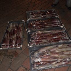 幸風（さちかぜ） 釣果