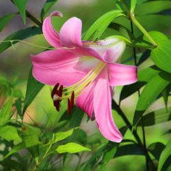 小菅トラウトガーデン 釣果