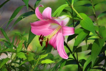 小菅トラウトガーデン 釣果