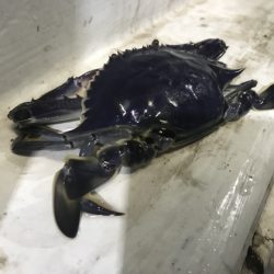 寿裕 （YOSHIHIRO） 釣果