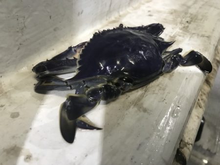 寿裕 （YOSHIHIRO） 釣果