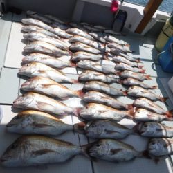 遊漁船 幸友丸 釣果