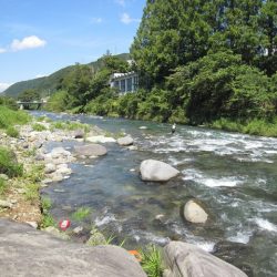 狩野川(狩野川漁業協同組合) 釣果