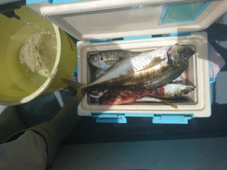 深川 吉野屋 釣果