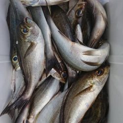 伊豆下田フィッシング 釣果