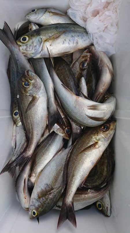 伊豆下田フィッシング 釣果