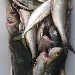 伊豆下田フィッシング 釣果