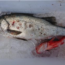 伊豆下田フィッシング 釣果