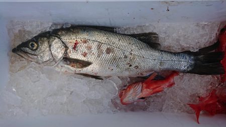 伊豆下田フィッシング 釣果