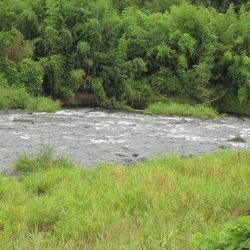狩野川(狩野川漁業協同組合) 釣果