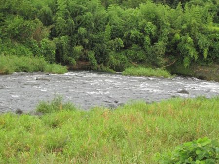 狩野川(狩野川漁業協同組合) 釣果
