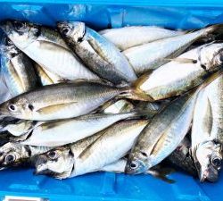 THESEAMAN(ザシーマン) 釣果