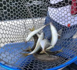 THESEAMAN(ザシーマン) 釣果