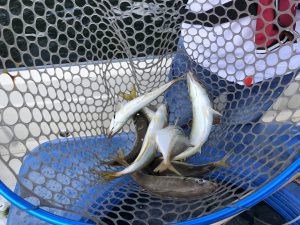 ＴＨＥＳＥＡＭＡＮ（ザシーマン） 釣果