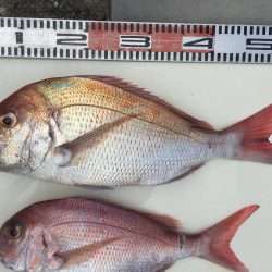 台風前にタイラバ