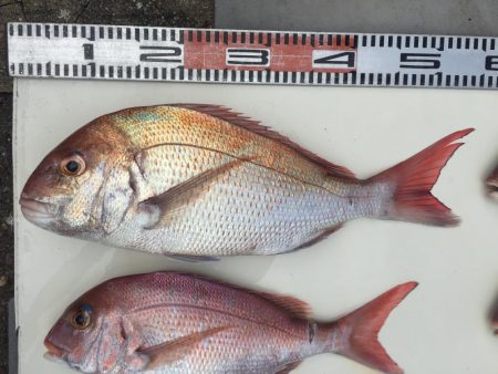 台風前にタイラバ