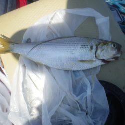 オリジナルメーカー海づり公園(市原市海づり施設) 釣果