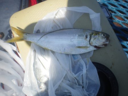 オリジナルメーカー海づり公園(市原市海づり施設) 釣果