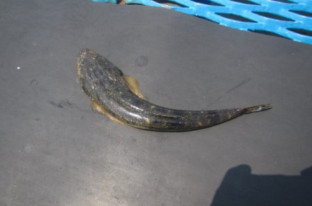 オリジナルメーカー海づり公園(市原市海づり施設) 釣果