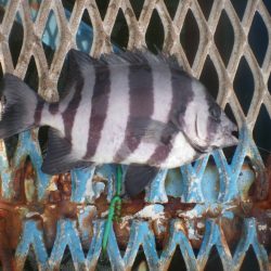 オリジナルメーカー海づり公園(市原市海づり施設) 釣果