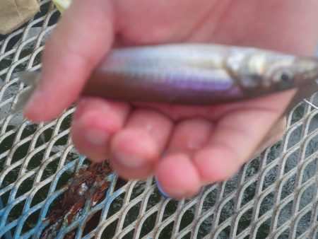 オリジナルメーカー海づり公園(市原市海づり施設) 釣果