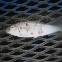 オリジナルメーカー海づり公園(市原市海づり施設) 釣果