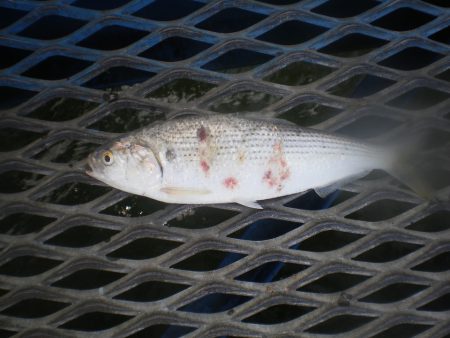 オリジナルメーカー海づり公園(市原市海づり施設) 釣果