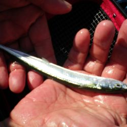 オリジナルメーカー海づり公園(市原市海づり施設) 釣果