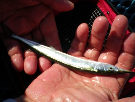 オリジナルメーカー海づり公園(市原市海づり施設) 釣果