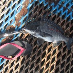 オリジナルメーカー海づり公園(市原市海づり施設) 釣果