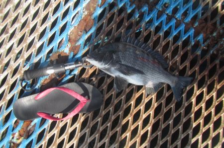 オリジナルメーカー海づり公園(市原市海づり施設) 釣果