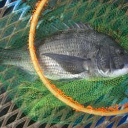 オリジナルメーカー海づり公園(市原市海づり施設) 釣果