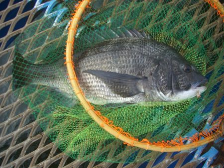 オリジナルメーカー海づり公園(市原市海づり施設) 釣果