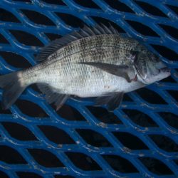 オリジナルメーカー海づり公園(市原市海づり施設) 釣果