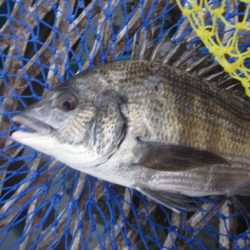 オリジナルメーカー海づり公園(市原市海づり施設) 釣果