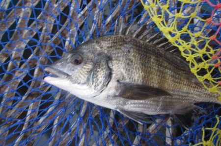 オリジナルメーカー海づり公園(市原市海づり施設) 釣果