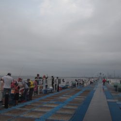 オリジナルメーカー海づり公園(市原市海づり施設) 釣果