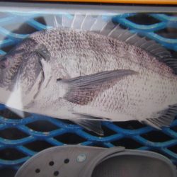 オリジナルメーカー海づり公園(市原市海づり施設) 釣果