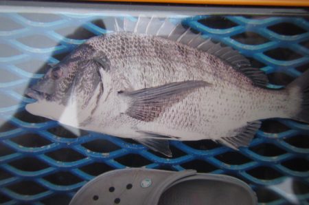 オリジナルメーカー海づり公園(市原市海づり…