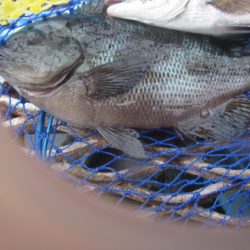 オリジナルメーカー海づり公園(市原市海づり施設) 釣果